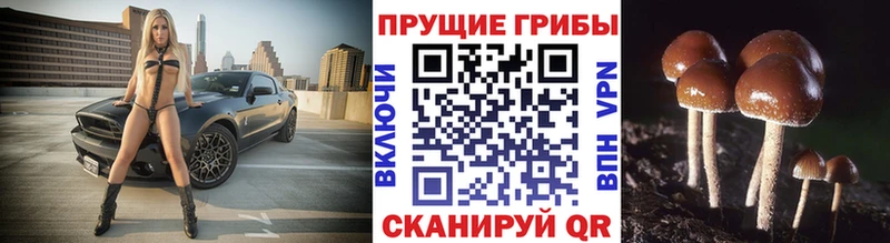 Псилоцибиновые грибы Psilocybe  Купить где  Сольвычегодск 
